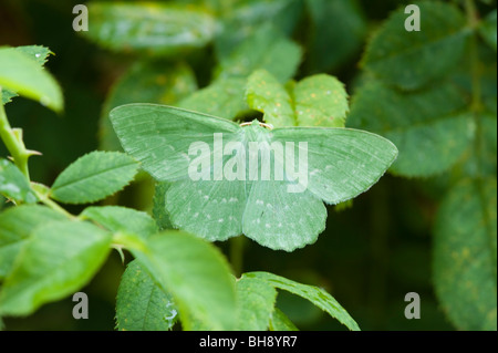 Großer Smaragd Motte (Geometra Papilionaria) Stockfoto