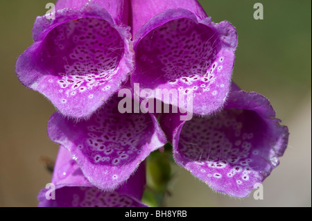 Fingerhut (Digitalis Purpurea) Stockfoto