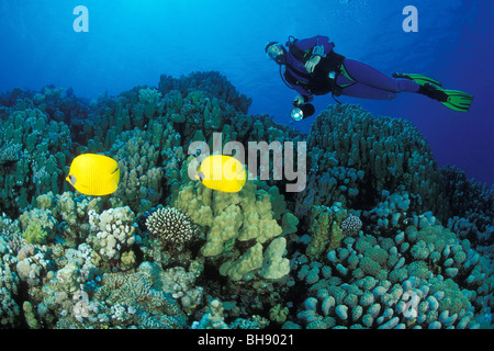 Paar Zitrone Butterflyfish und Taucher, Chaetodontidae Semilarvatus, Soma Bay, Safaga, Rotes Meer, Ägypten Stockfoto