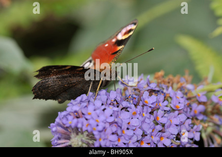 Pfau-Schmetterling - Inachis Io Fütterung auf Buddleja Busch Stockfoto