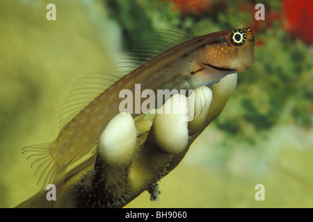 Nalolo Blenny sitzen auf Feuerkoralle, Ecsenius Nalolo, Soma Bay, Safaga, Rotes Meer, Ägypten Stockfoto