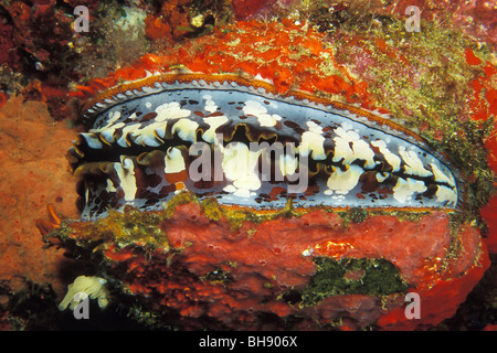 Dornige Auster, Spondylus Varius, Soma Bay, Safaga, Rotes Meer, Ägypten Stockfoto