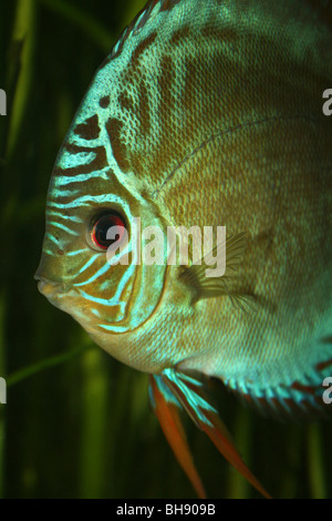 Türkis (auch bekannt als Königsblau, Pompadour-Fisch) Discus Symphysodon aequifasciata haraldi Stockfoto