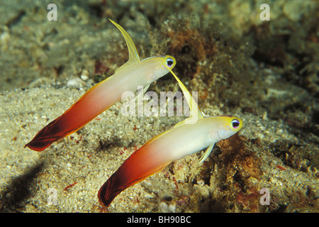 Paar Feuer Dartfish Nemateleotris Magnifica, Ari Atoll, Indischer Ozean, Malediven Stockfoto