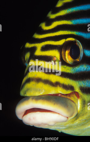 Orientalische Süßlippen, Plectorhinchus Orientalis, Ari Atoll, Indischer Ozean, Malediven Stockfoto