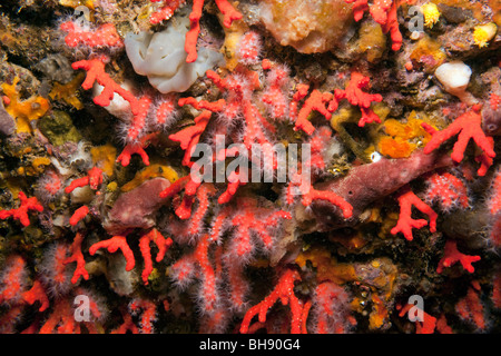 Kostbaren roten Korallen, Corallium Rubrum, Les Ferranelles, Medes-Inseln, Costa Brava, Mittelmeer, Spanien Stockfoto
