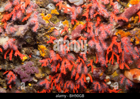 Kostbaren roten Korallen, Corallium Rubrum, Les Ferranelles, Medes-Inseln, Costa Brava, Mittelmeer, Spanien Stockfoto