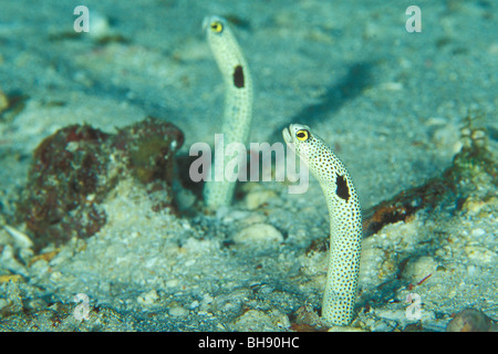 Eel Garden, entdeckt Heteroconger Hassi, Ari Atoll, Indischer Ozean, Malediven Stockfoto