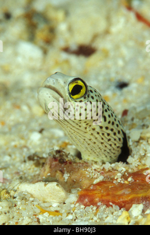 Eel Garden, entdeckt Heteroconger Hassi, Ari Atoll, Indischer Ozean, Malediven Stockfoto