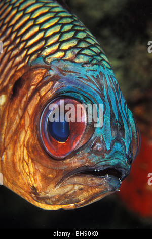 Bronze-Soldatenfische, Myripristes Adusta, Ari Atoll, Indischer Ozean, Malediven Stockfoto