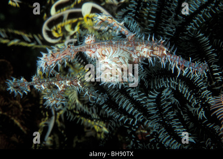 Paar von Harlekin-Geisterpfeifenfische, Solenostomus Paradoxus, Puerto Galera, Insel Mindoro, Philippinen Stockfoto