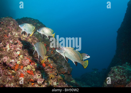 Riff mit Links Meagre, Sciaena Umbra, Dofi North, Medes-Inseln, Costa Brava, Mittelmeer, Spanien Stockfoto