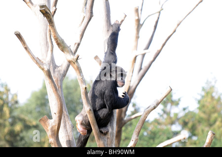 Gemeinsame Schimpanse (Pan Troglodytes), auch bekannt als robuste Schimpansen im Serengeti-Park Hodenhagen, Deutschlands Stockfoto