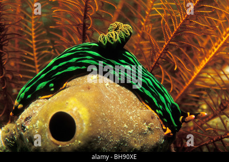 Grün Neon Slug, Nembrotha Kubaryana, Puerto Galera, Insel Mindoro, Philippinen Stockfoto