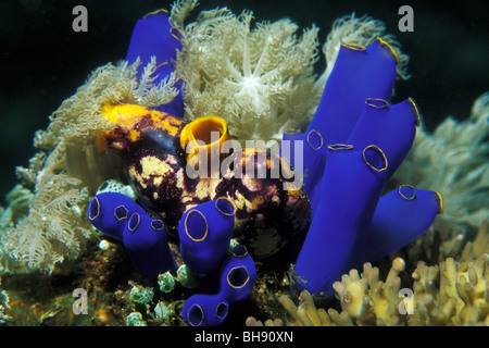 Kolonie von Yellow Sea Squirt und blauen Manteltieren, Polycarpa Aurata, Rhopalaea Morph, Puerto Galera, Insel Mindoro, Philippinen Stockfoto