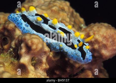 Blaue warzige Seeschnecke, Phyllidia Coelestis, Manado, Sulawesi, Indonesien Stockfoto