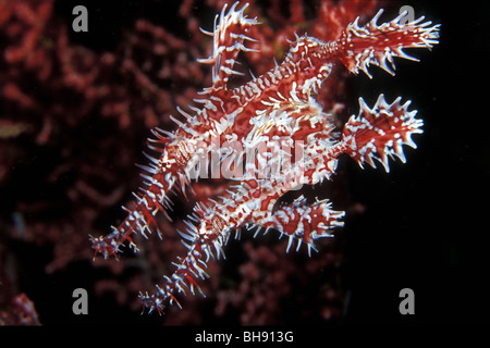 Paar von Harlekin-Geisterpfeifenfische, Solenostomus Paradoxus, Puerto Galera, Insel Mindoro, Philippinen Stockfoto