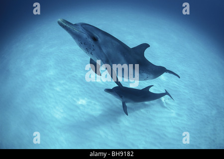 Atlantik Spotted Dolphins, Mutter und Calw, Stenella Frontalis, Karibik, Bahamas Stockfoto