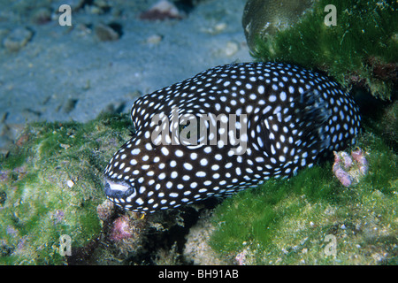 Perlhühner Kugelfisch, Arothron Meleagris, Cocos Island, Costa Rica Stockfoto