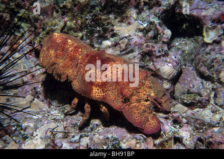 Bärenkrebs, Scyllarides Astori, Cocos Island, Costa Rica Stockfoto