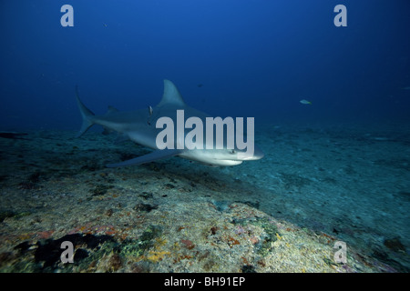 Bull Shark, Zambesi Shark, Carcharhinus Leucas, Santa Lucia, Karibik, Kuba Stockfoto