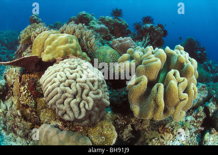 Lederkorallen und Lobophyllia Korallen, Sarcophyton SP., Lobophyllia SP., Bunaken Nationalpark, Sulawesi, Indonesien Stockfoto