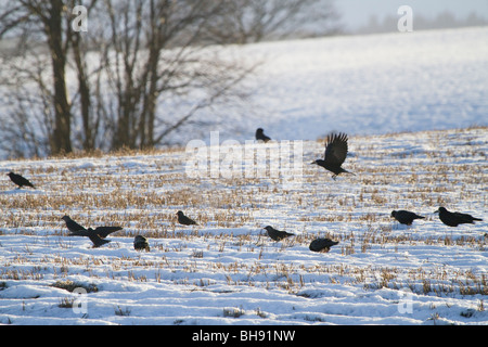 Rooks, Corvus Frugilegus, Fütterung in schneebedeckten Feld, Perthshire, Schottland Stockfoto