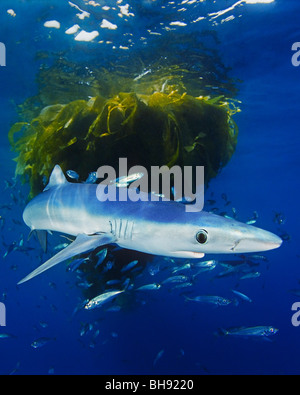 Blauhai Jagd Jack Mackerl unter driften Kelp, Prionace Glauca, Trachurus Symmetricus, San Diego, Kalifornien, USA Stockfoto