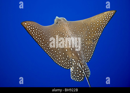 Spotted Eagle Ray, Aetobatus Narinari, Big Island, Kona Coast, Hawaii, USA Stockfoto