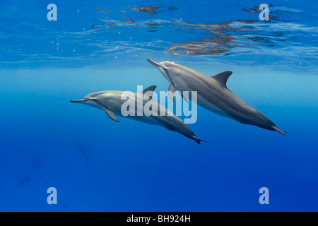 Hawaiian Spinner-Delfine, Stenella Longirostris, Big Island, Kona Coast, Hawaii, USA Stockfoto