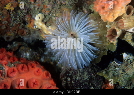 Wurm im Korallenriff, Sabellastarte Sanctijosephi Rohr Rocktail Bay, Kwazulu-Natal, Indischer Ozean, Südafrika Stockfoto