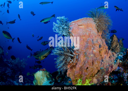 Barrel Sponge im Korallenriff, Xestospongia Tesudinaria Siau Insel Sangihe-Talaud-Inseln, Sulawesi, Indonesien Stockfoto