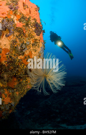 Spirograph Tube Worm und Scuba Diver, Sabella Spallanzani, Insel Giglio, Mittelmeer, Italien Stockfoto