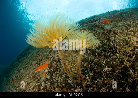 Spirograph Röhrenwürmer, Sabella Spallanzani, Insel Giglio, Mittelmeer, Italien Stockfoto