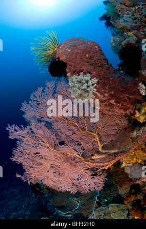 Bunte Korallenriff, Tahulandang Insel Sangihe-Talaud Archipel, Sulawesi, Indonesien Stockfoto