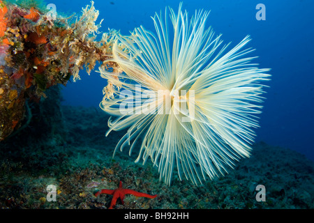 Spirograph Tube Worm, Sabella Spallanzani, Insel Giglio, Mittelmeer, Italien Stockfoto