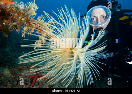 Spirograph Tube Worm und Scuba Diver, Sabella Spallanzani, Insel Giglio, Mittelmeer, Italien Stockfoto