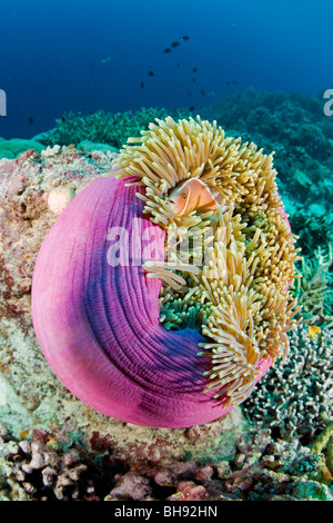 Rosa Anemonenfische in geschlossenen prächtigen Anemone, Amphiprion Perideraion, Heteractis Magnifica, Bunaken, Sulawesi, Indonesien Stockfoto