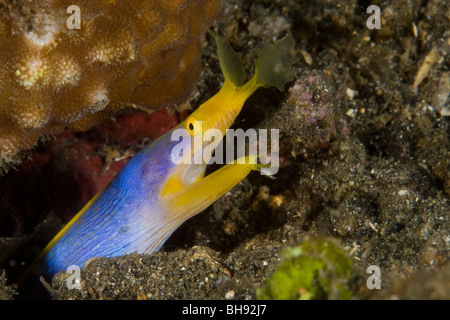 Multifunktionsleisten-Aal, Rhinomuraena Quaesita, Lembeh Strait, Sulawesi, Indonesien Stockfoto