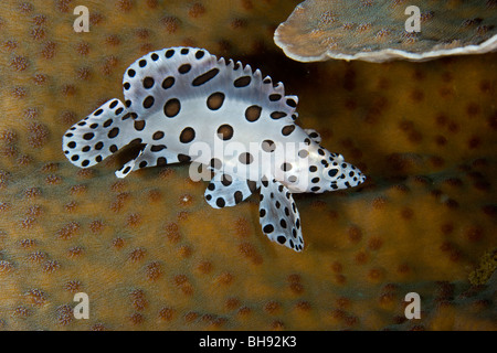 Barramundi Cod Cromileptes Altivelis, Lembeh Strait, Sulawesi, Indonesien Stockfoto
