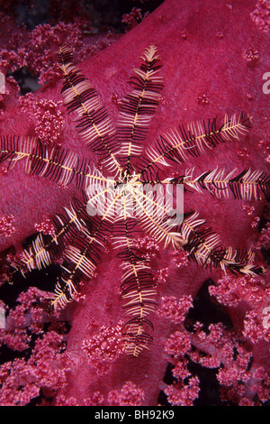 Crinoid auf Weichkorallen, Oligometra Serripinna, Dendronephthya SP., Sharm el Sheikh, Rotes Meer, Ägypten Stockfoto