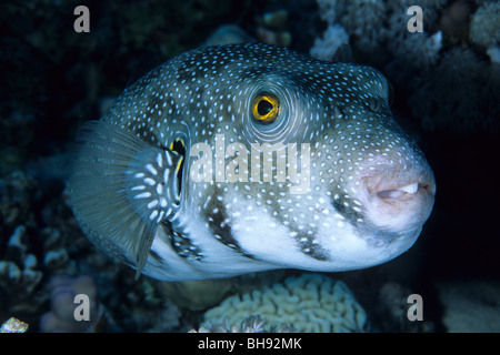 Whitespotted Kugelfisch, Arothron Hispidus, Sharm el Sheikh, Rotes Meer, Ägypten Stockfoto