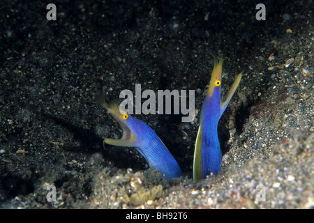 Paar männliche Ribbon Eel Rhinomuraena Quaesita, Lembeh Strait, Sulawesi, Indonesien Stockfoto
