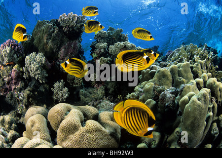 Gestreifte Butterflyfish über Coral Reef, Chaetodontidae Fasciatus, Rotes Meer, Ägypten Stockfoto