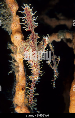 Paar verzierten Geisterpfeifenfische, Solenostomus Paradoxus, Lembeh Strait, Sulawesi, Indonesien Stockfoto