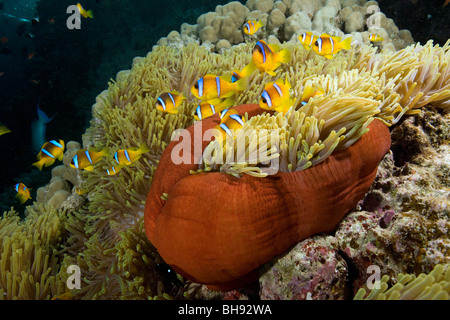 Rotes Meer Anemonenfische in prächtigen Anemone, Amphiprion Bicinctus, Heteractis Magnifica, Rotes Meer, Ägypten Stockfoto