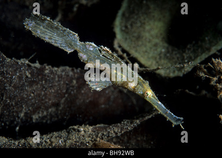 Robuste Geisterpfeifenfische, Solenostomus Cyanopterus, Lembeh Strait, Sulawesi, Indonesien Stockfoto