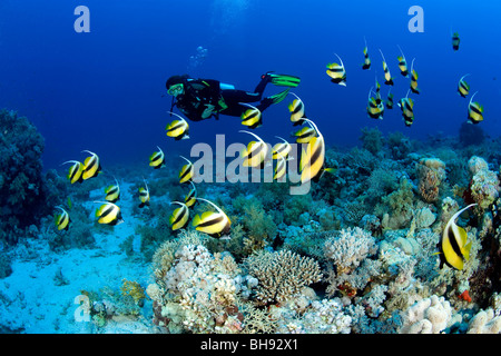 Taucher und Untiefe des Roten Meeres Bannerfish, Heniochus Intermedius, Rotes Meer, Ägypten Stockfoto