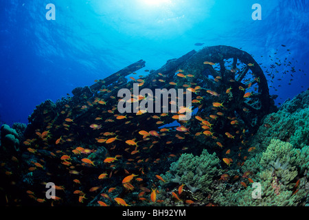 Bahn-Rad von Numidien Wrack, Brother Islands, Rotes Meer, Ägypten Stockfoto