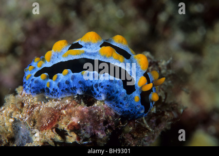 Blaue Nacktschnecke, Phyllidia Coelestis, Lembeh Strait, Sulawesi, Indonesien Stockfoto